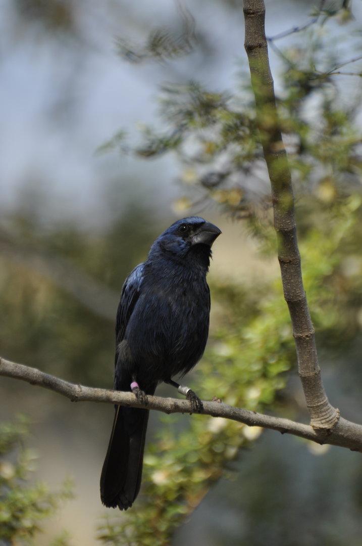 Ultramarine Grosbeak Cyanoloxia brissonii