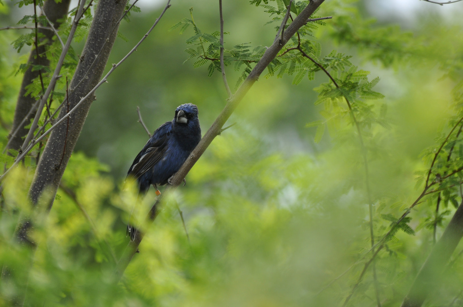 Ultramarine Grosbeak Cyanoloxia brissonii