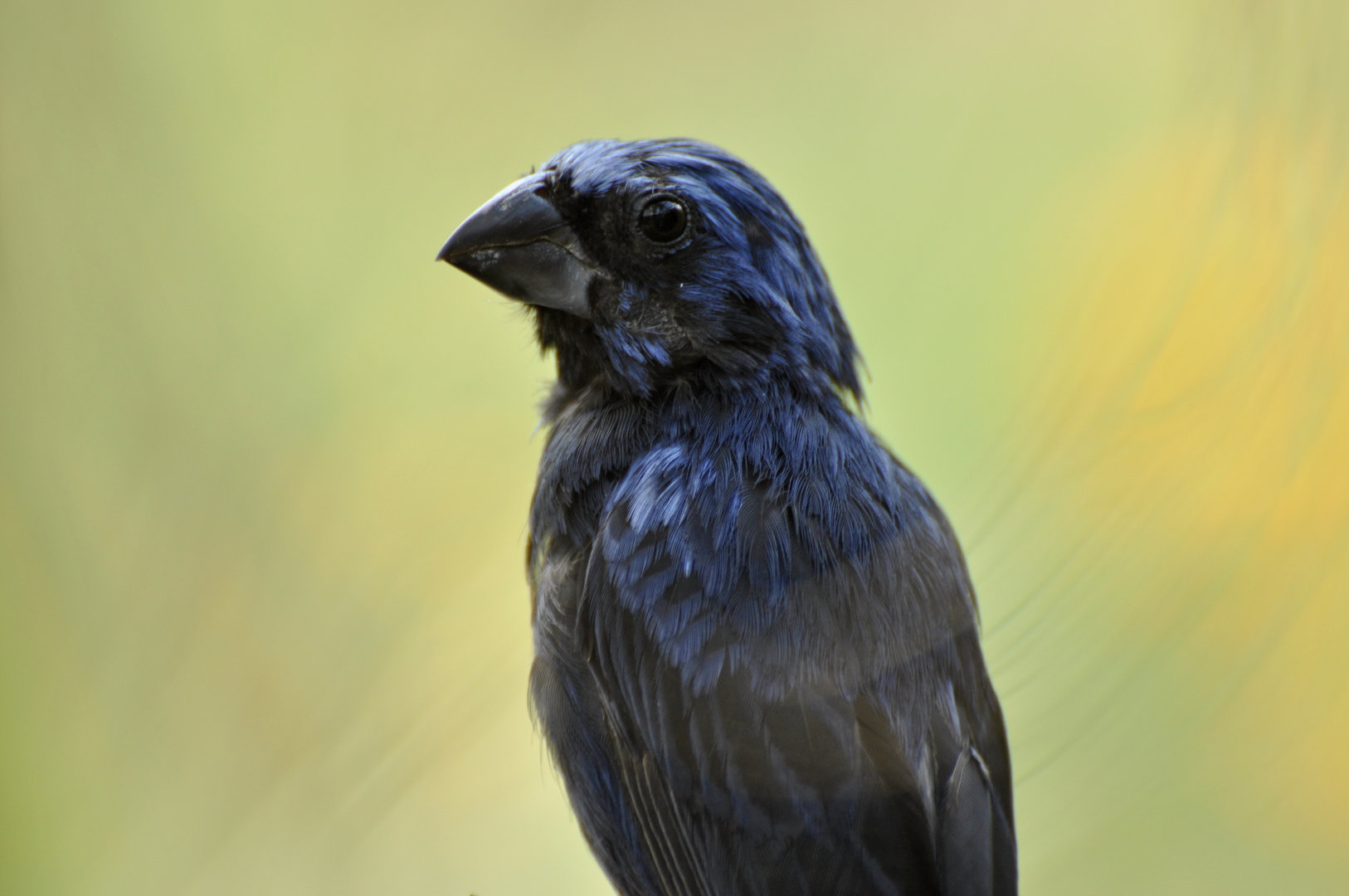 Ultramarine Grosbeak Cyanoloxia brissonii