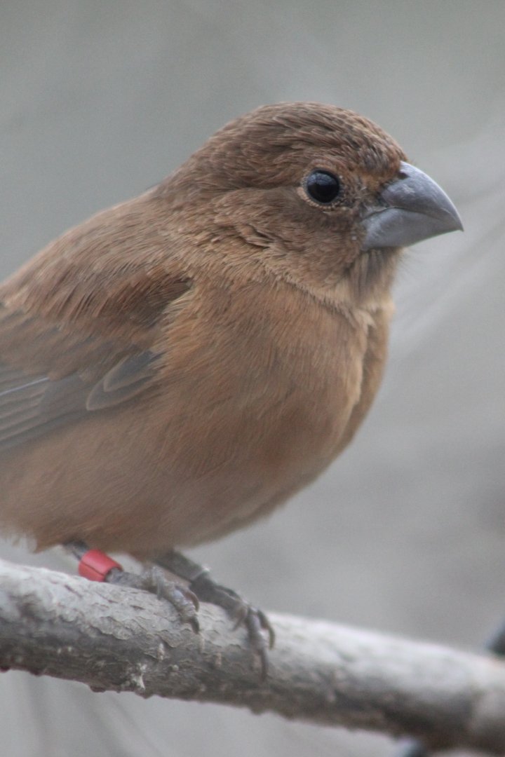 Ultramarine grosbeak - Female