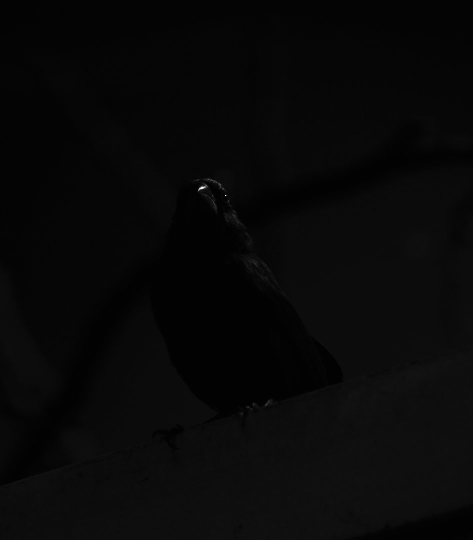 Ultramarine grosbeak silhouette