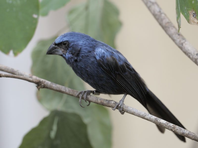 Ultramarine grosbeak