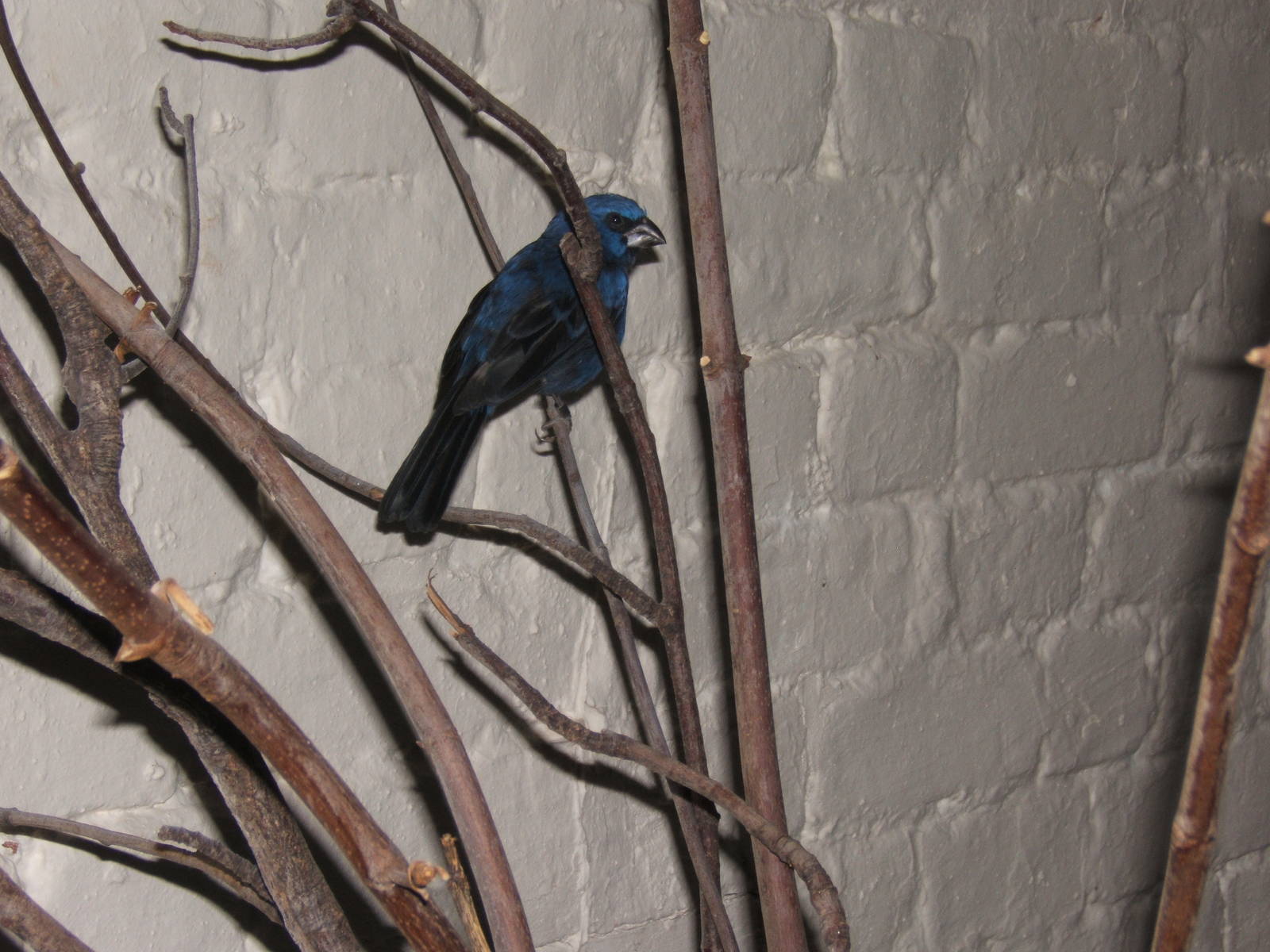 Ultramarine Grosbeak