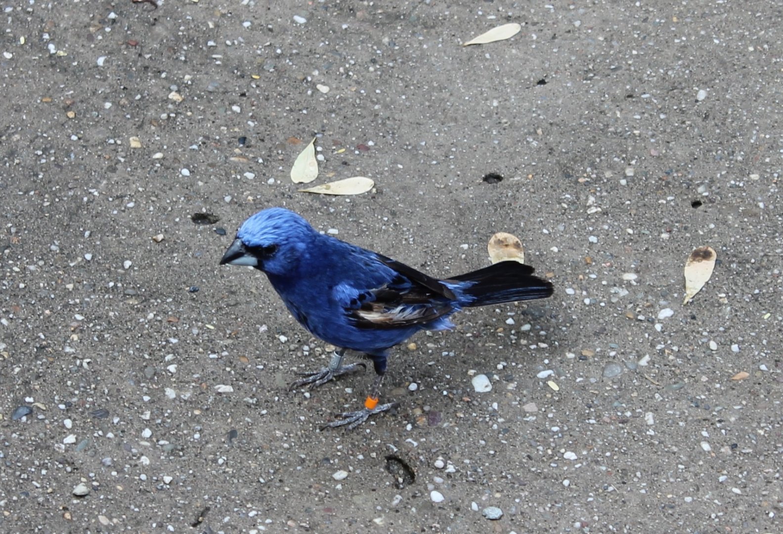 Ultramarine grosbeak