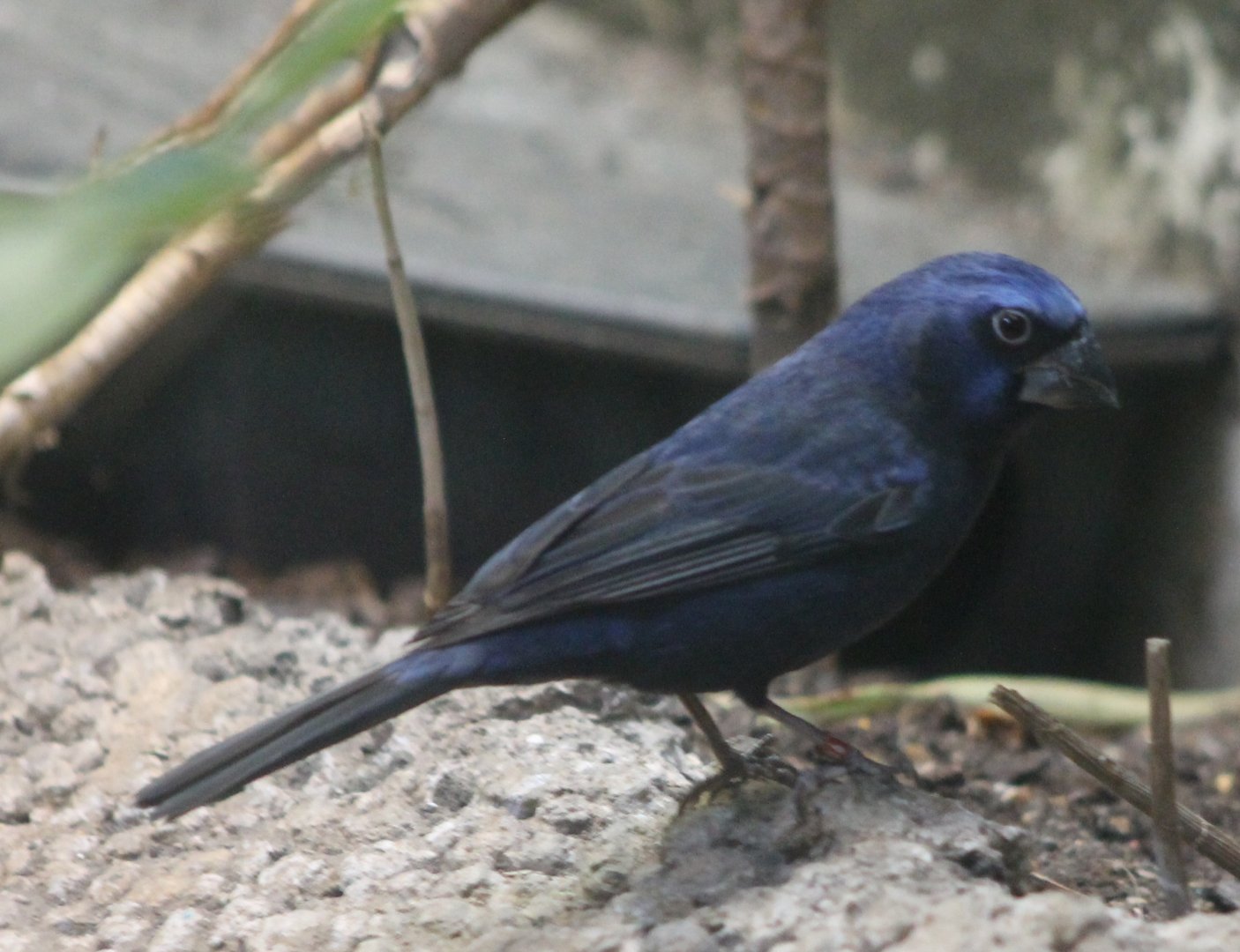 Ultramarine grosbeak