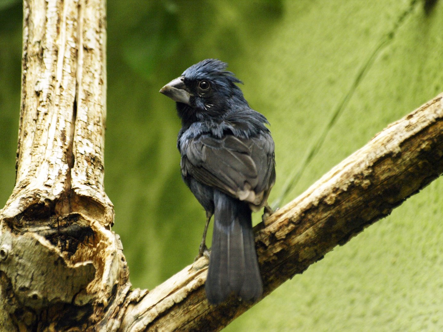 Ultramarine grosbeak