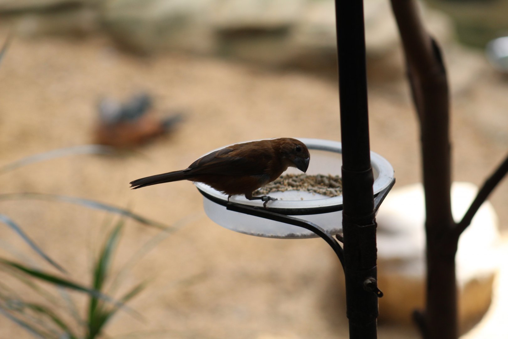 Ultramarine Grosbeak