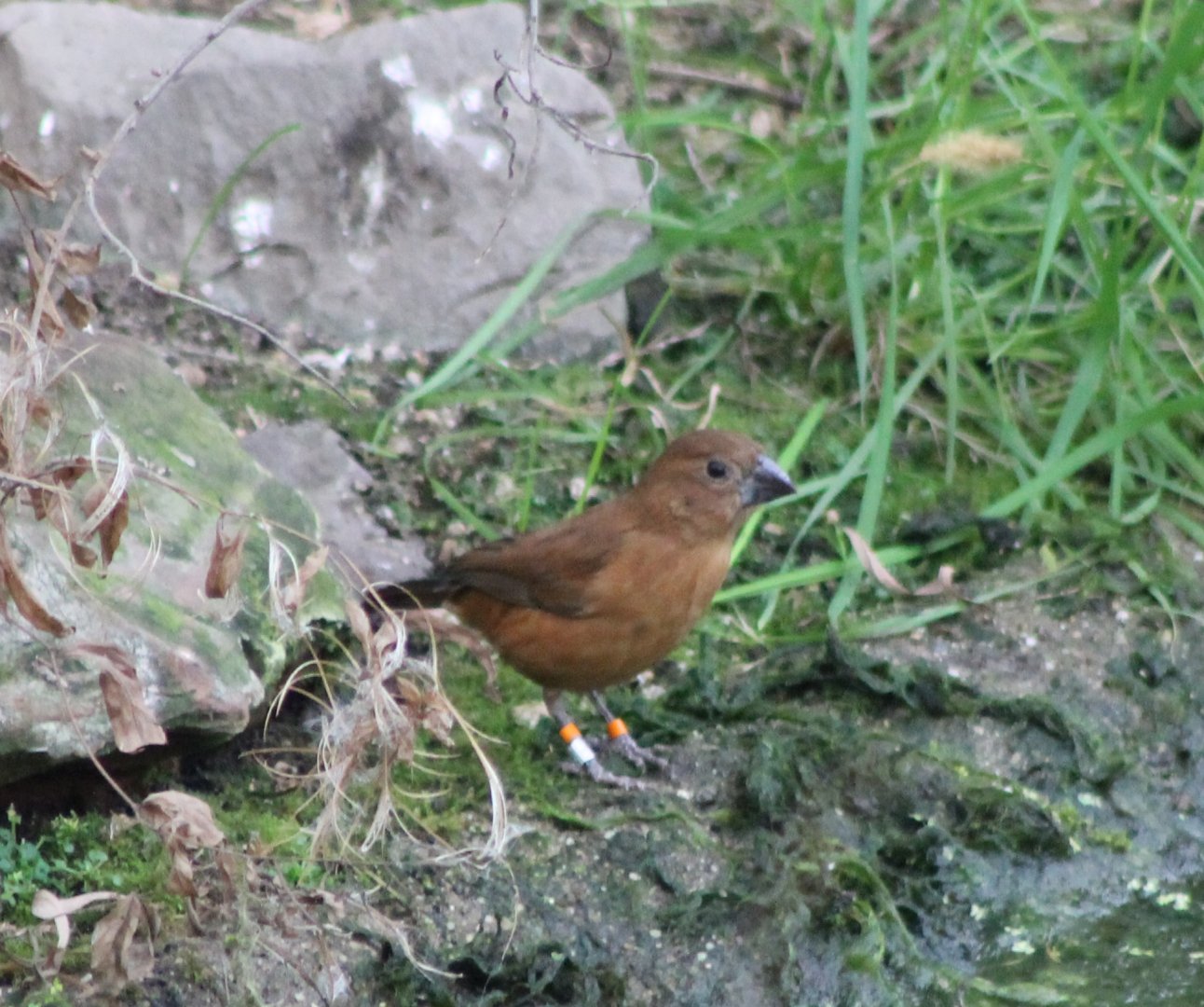 Ultramarine grosbeak