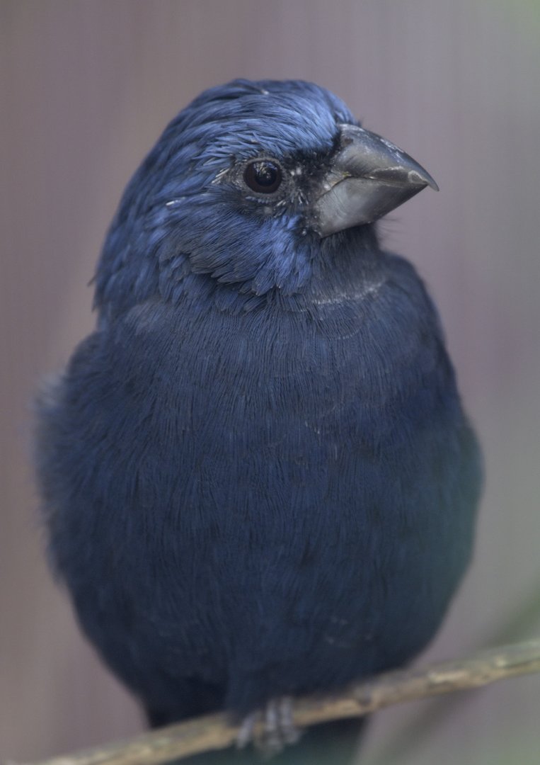 Ultramarine grosbeak
