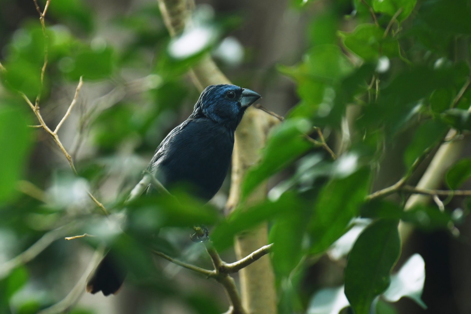 Ultramarine Grosbeak