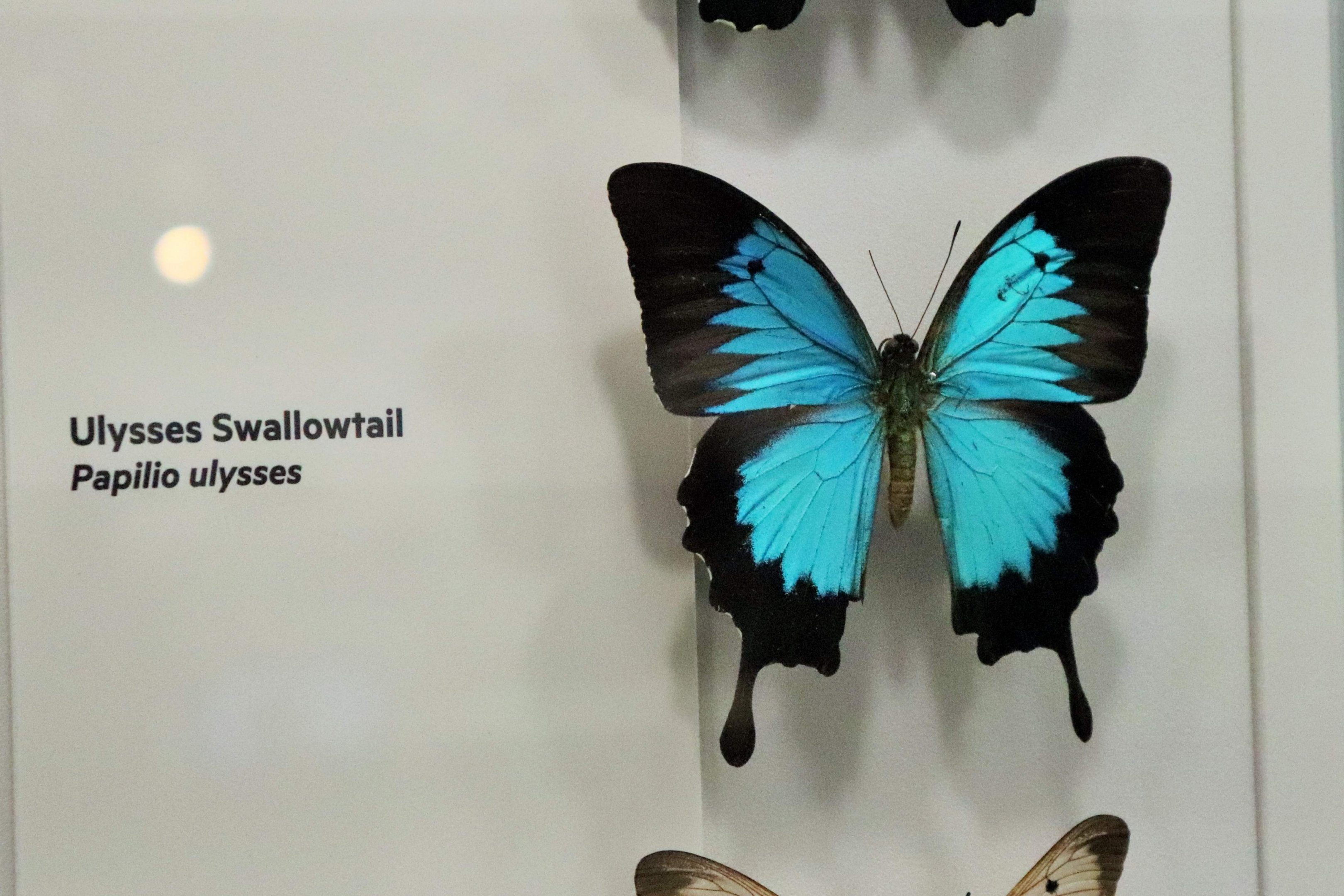 Ulysses Butterfly (Papilio ulysses)