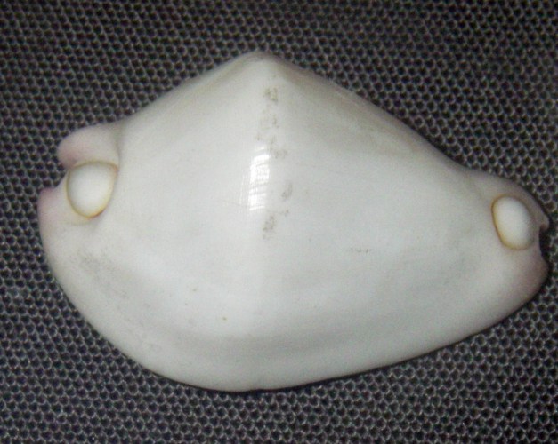 Umbilical Egg Shell (Calpurnus verrucosus)
