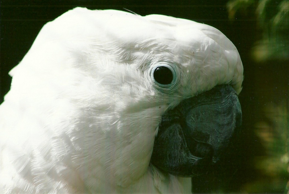 Umbrella Cockatoo 11th September 2012