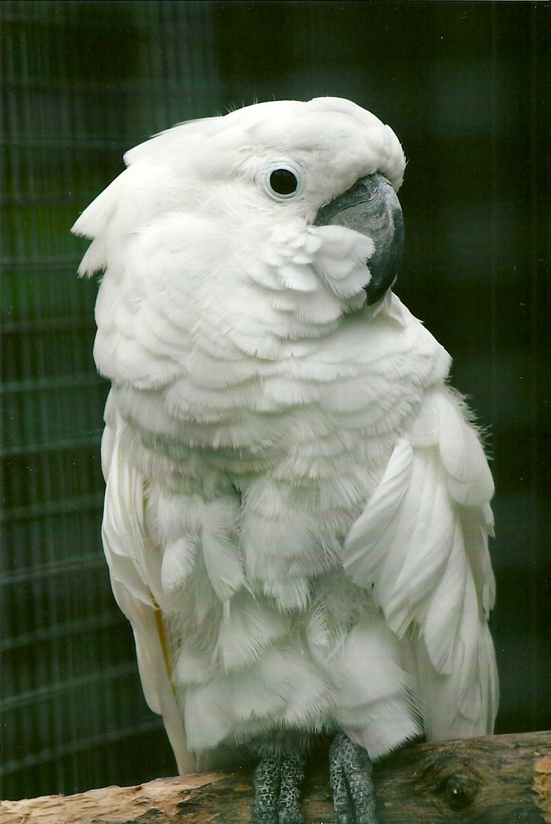 Umbrella Cockatoo 11th September 2012