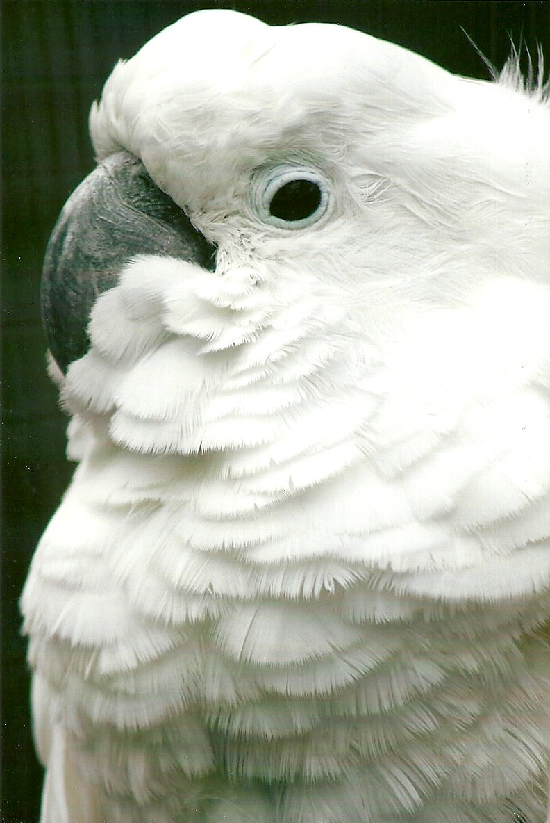 Umbrella Cockatoo 11th September 2012