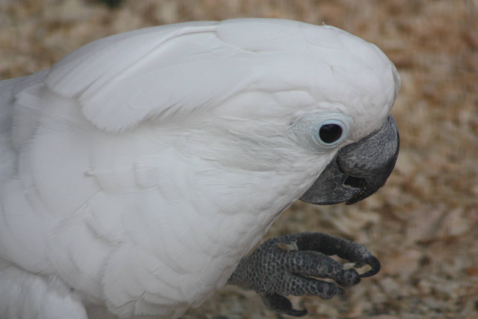 Umbrella Cockatoo, 13th September 2013