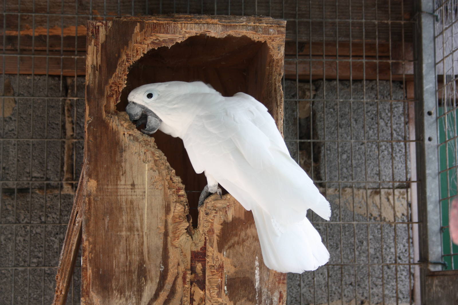 Umbrella Cockatoo, 23rd September 2014