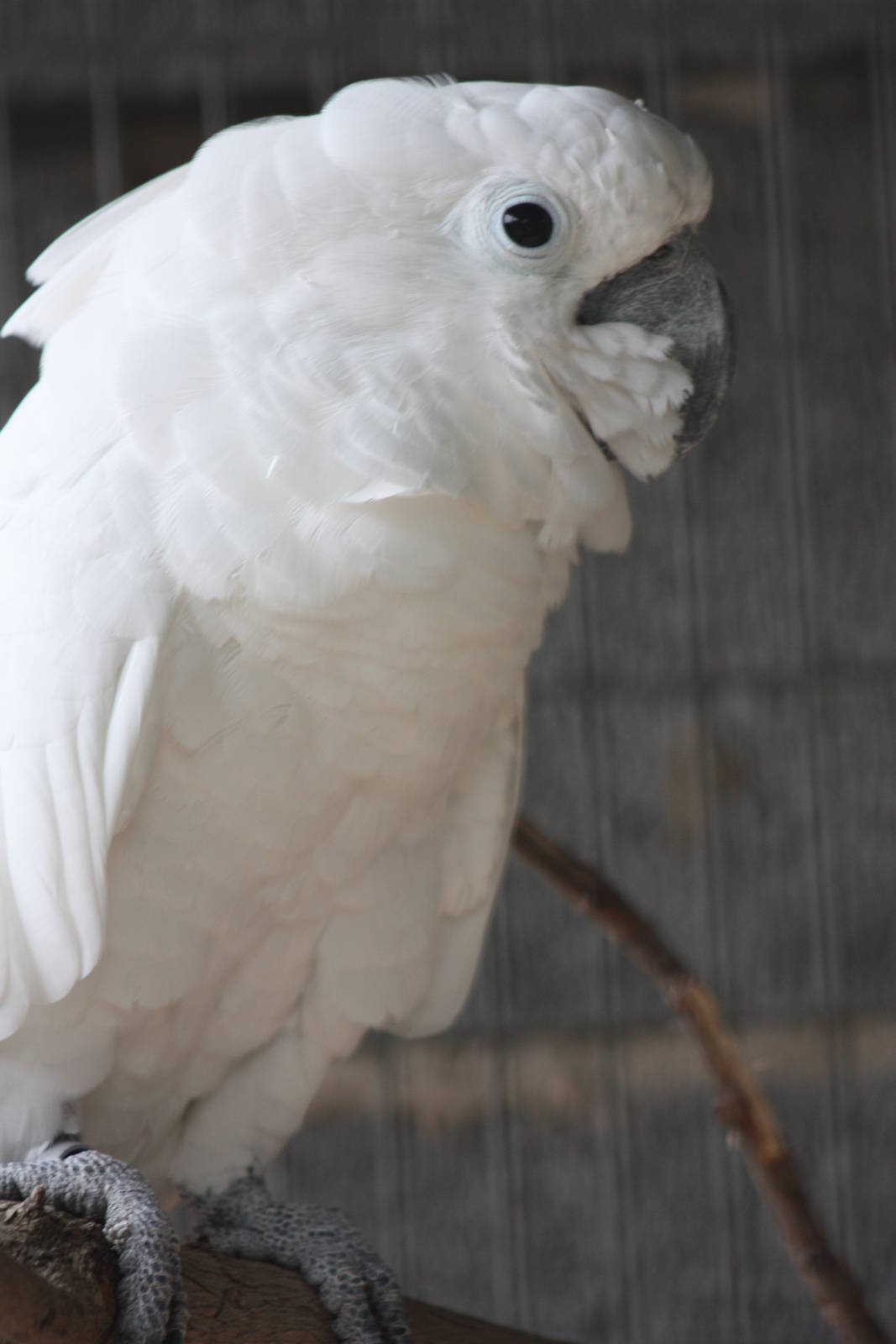 Umbrella Cockatoo, 23rd September 2014