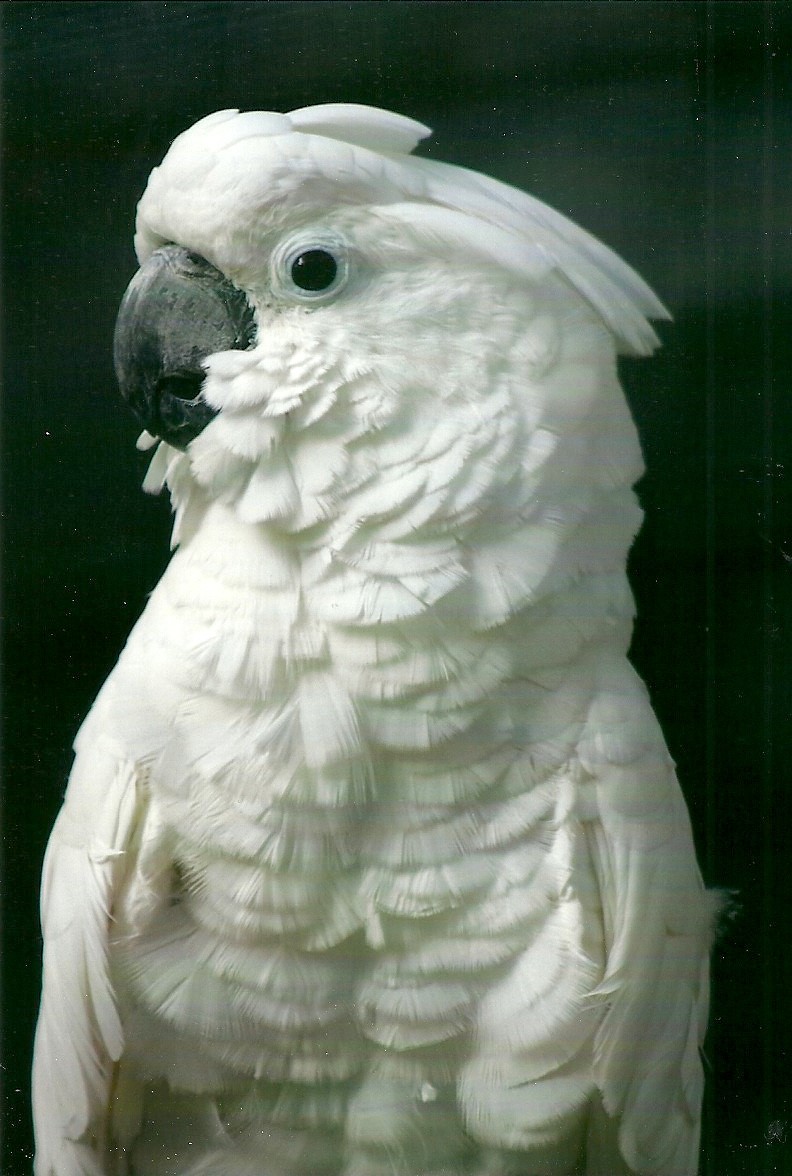 Umbrella Cockatoo, 26th September 2013