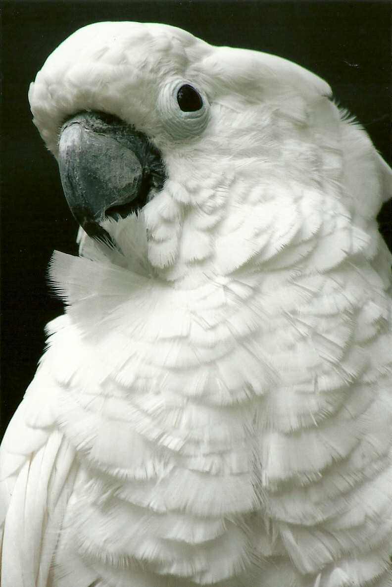 Umbrella Cockatoo, 8th September 2011