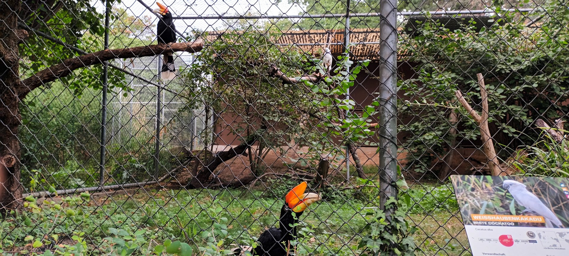 Umbrella Cockatoo and Javan rhinoceros Hornbill Aviary
