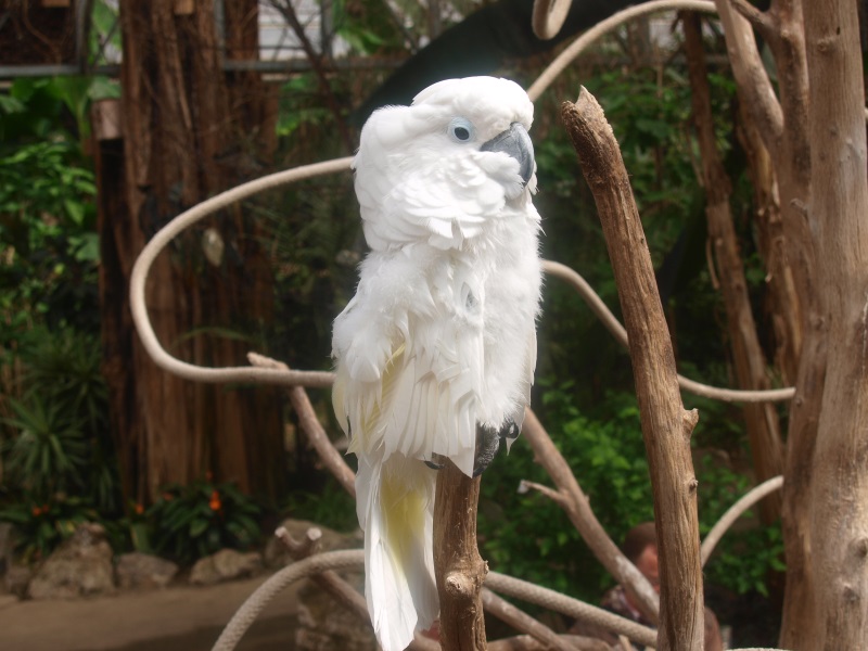 Umbrella cockatoo (April 19th, 2015)