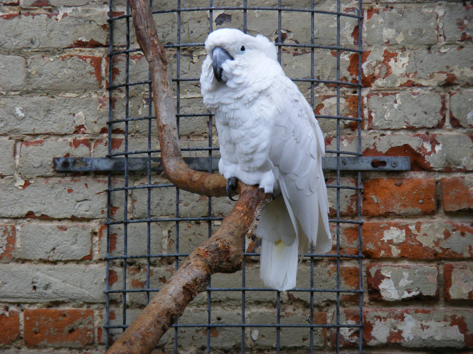 Umbrella cockatoo at Thrigby Hall, 14 September 2010