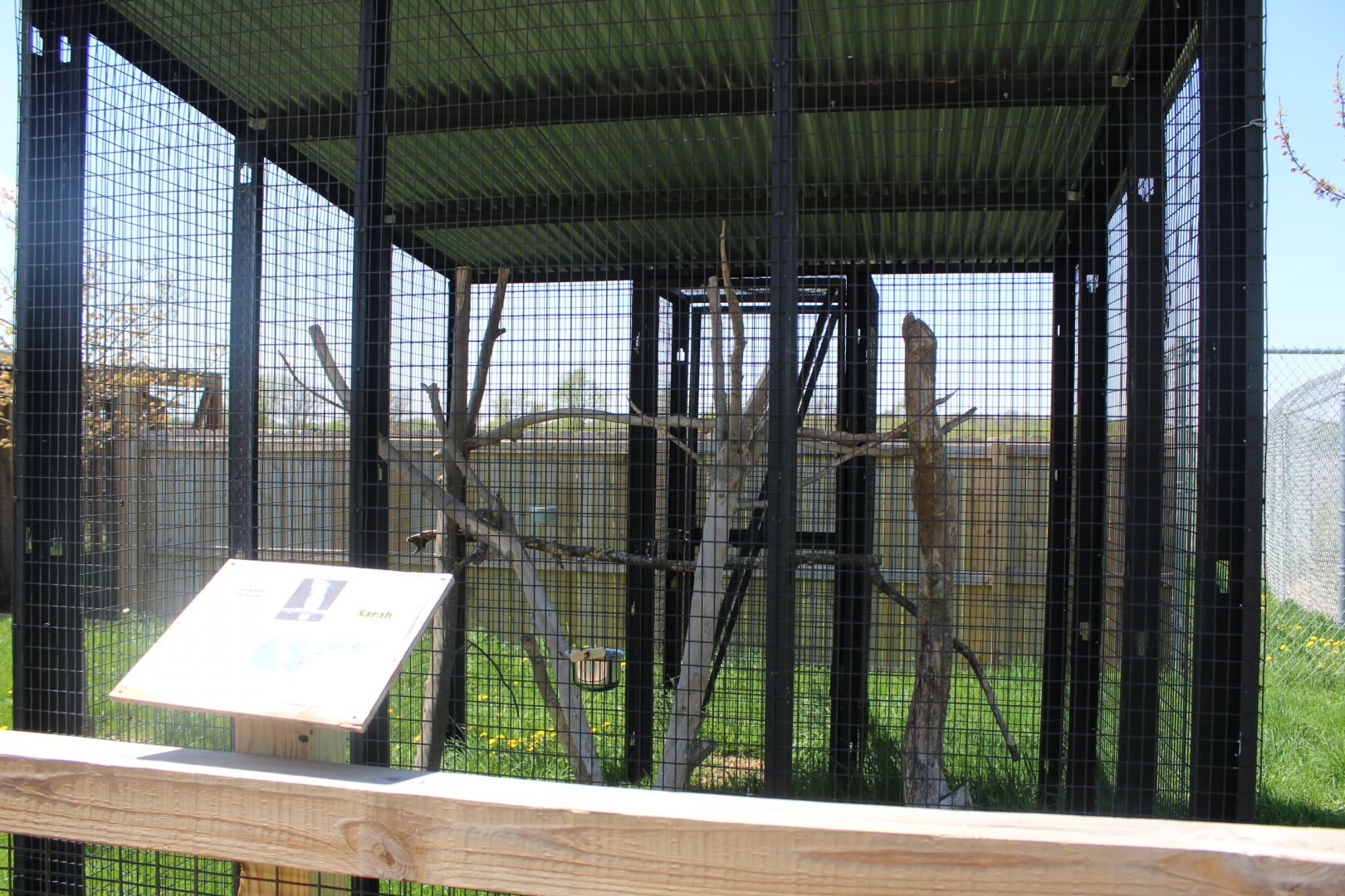 Umbrella Cockatoo Avairy