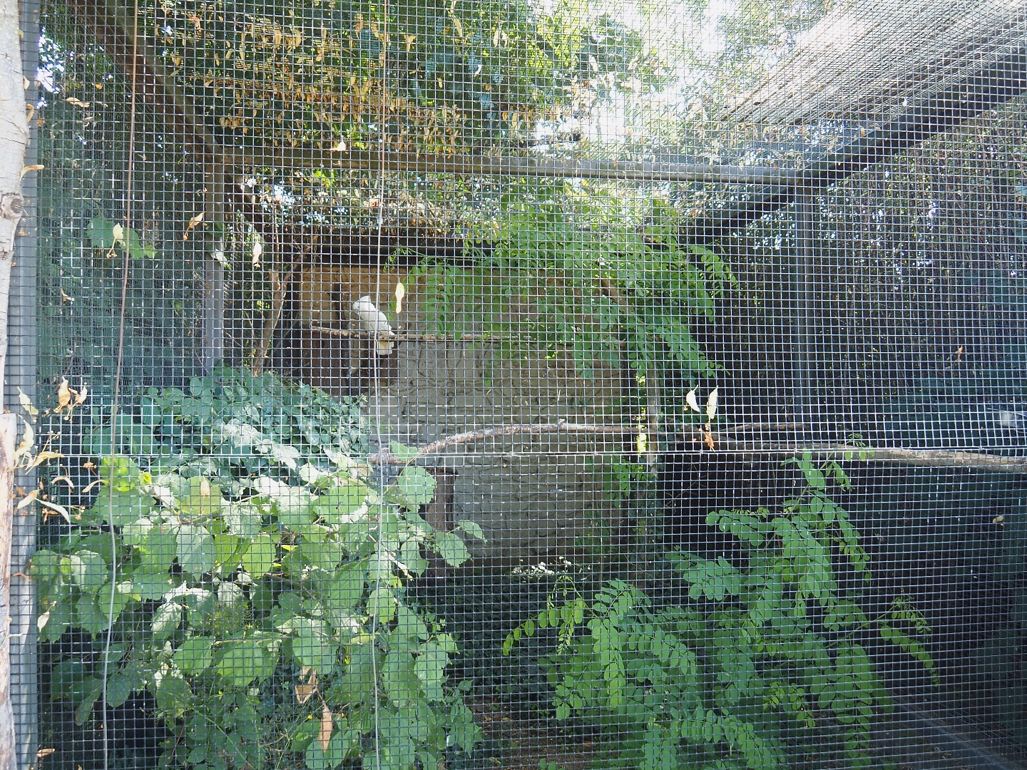 Umbrella cockatoo aviary, 2022-06-28