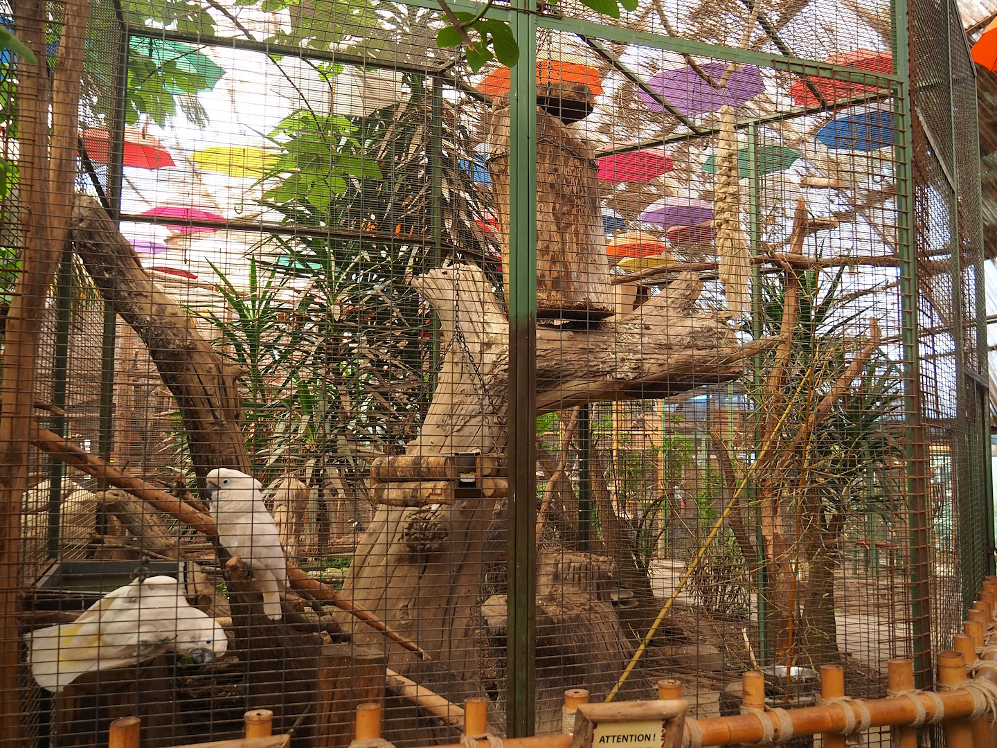 Umbrella cockatoo aviary, 2023-05-19