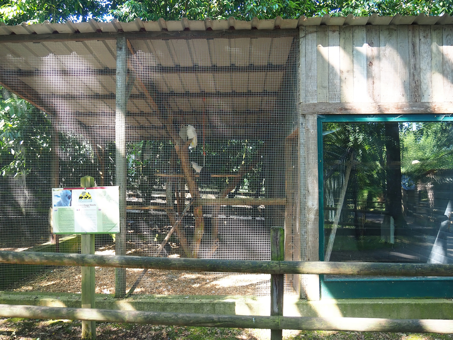 Umbrella cockatoo aviary, 2023-06-24
