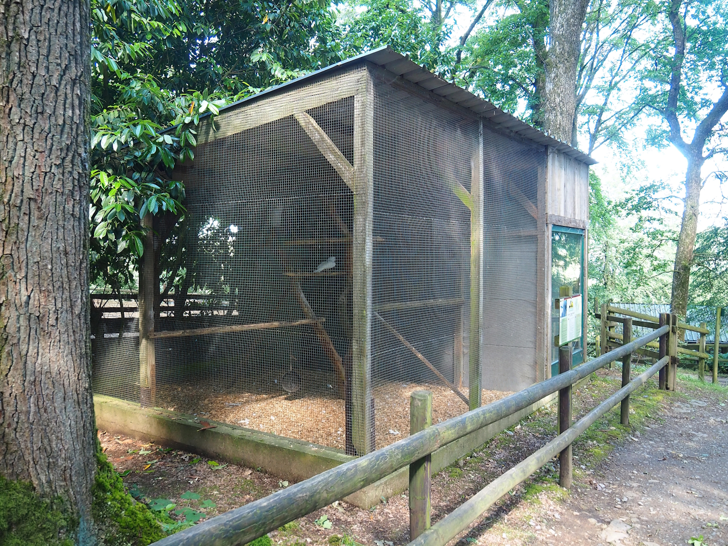 Umbrella cockatoo aviary, 2023-06-24