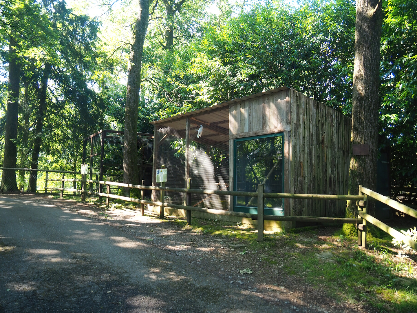 Umbrella cockatoo aviary and house, 2023-06-24
