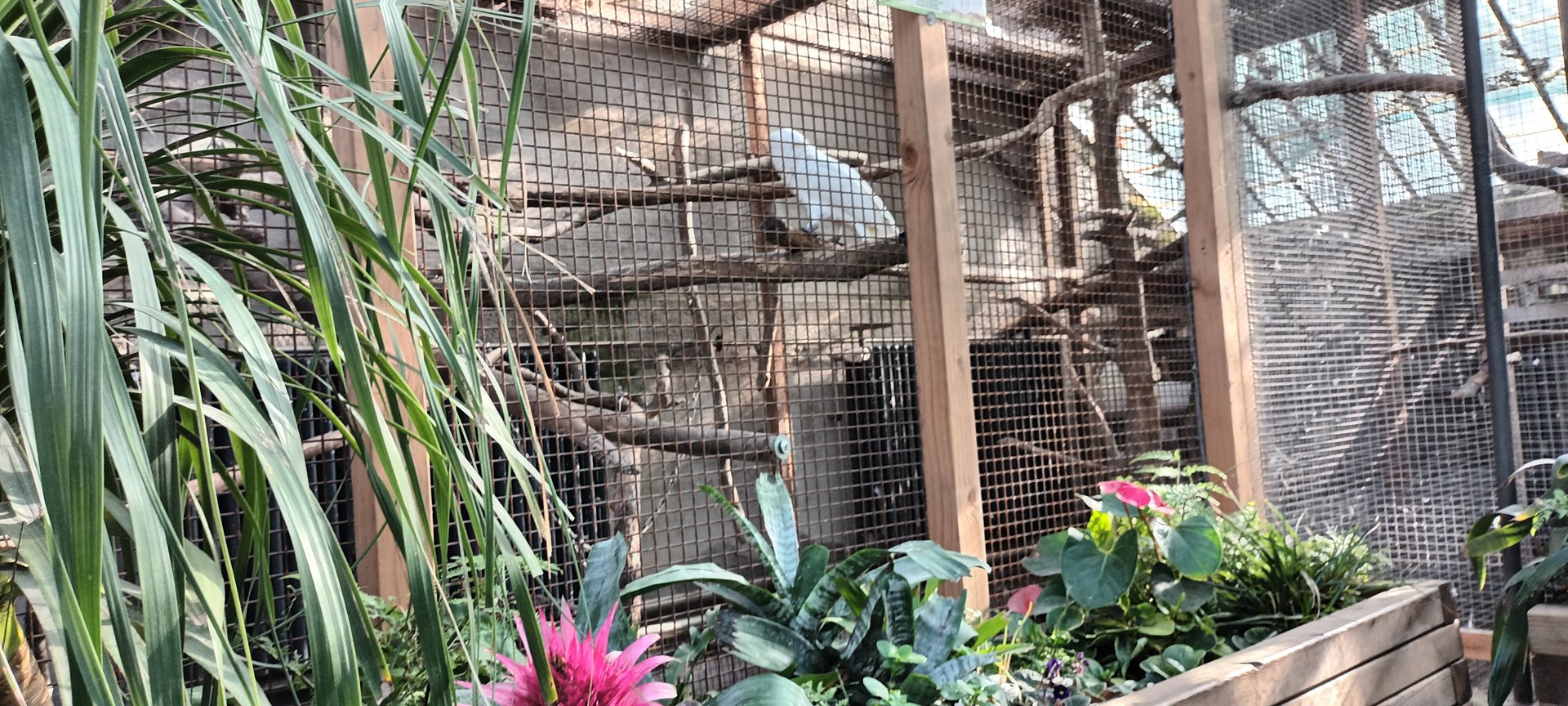 Umbrella Cockatoo Aviary