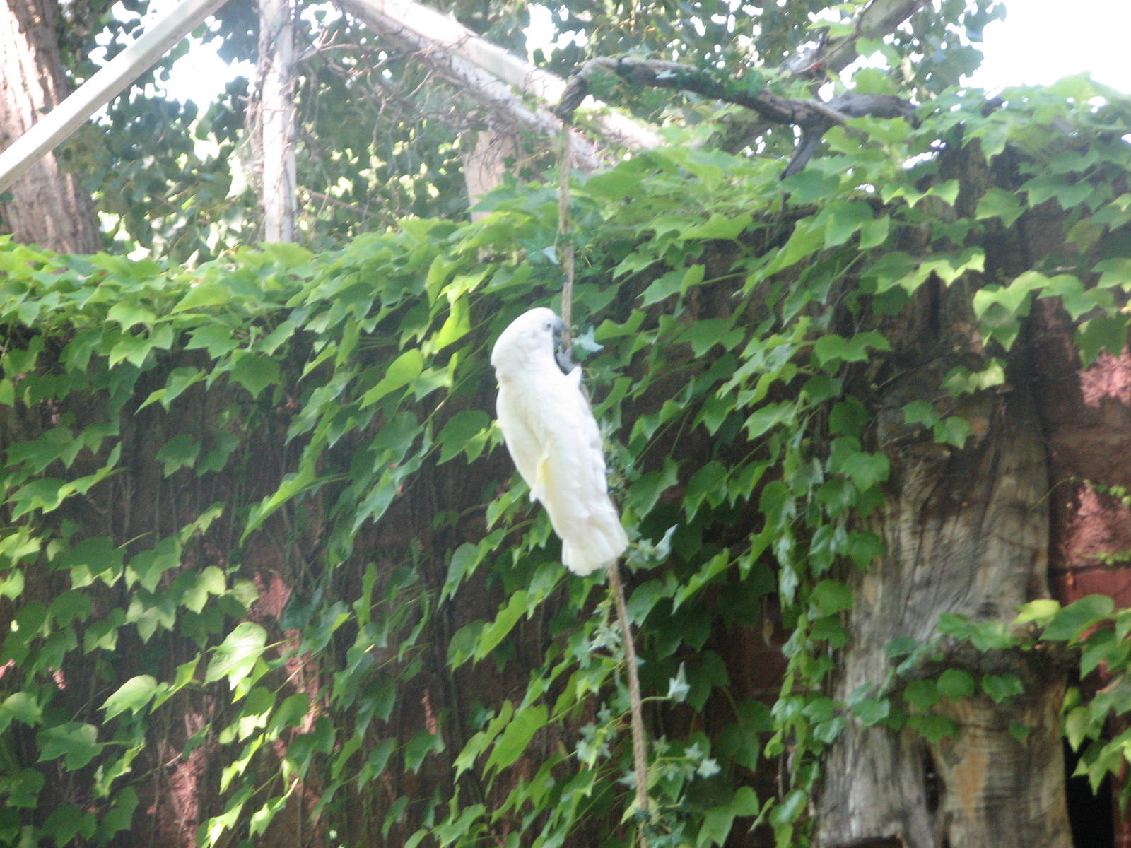 Umbrella Cockatoo - Bird Show