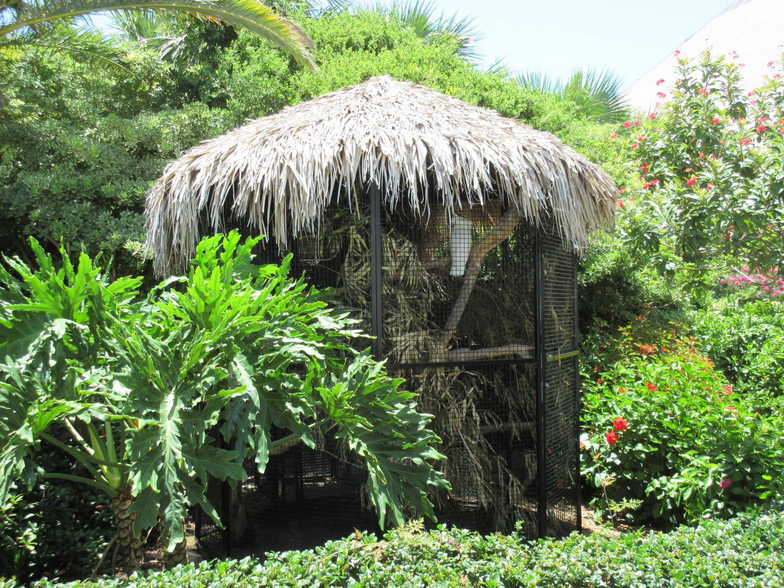 Umbrella Cockatoo/Blue and Yellow Macaw Exhibit