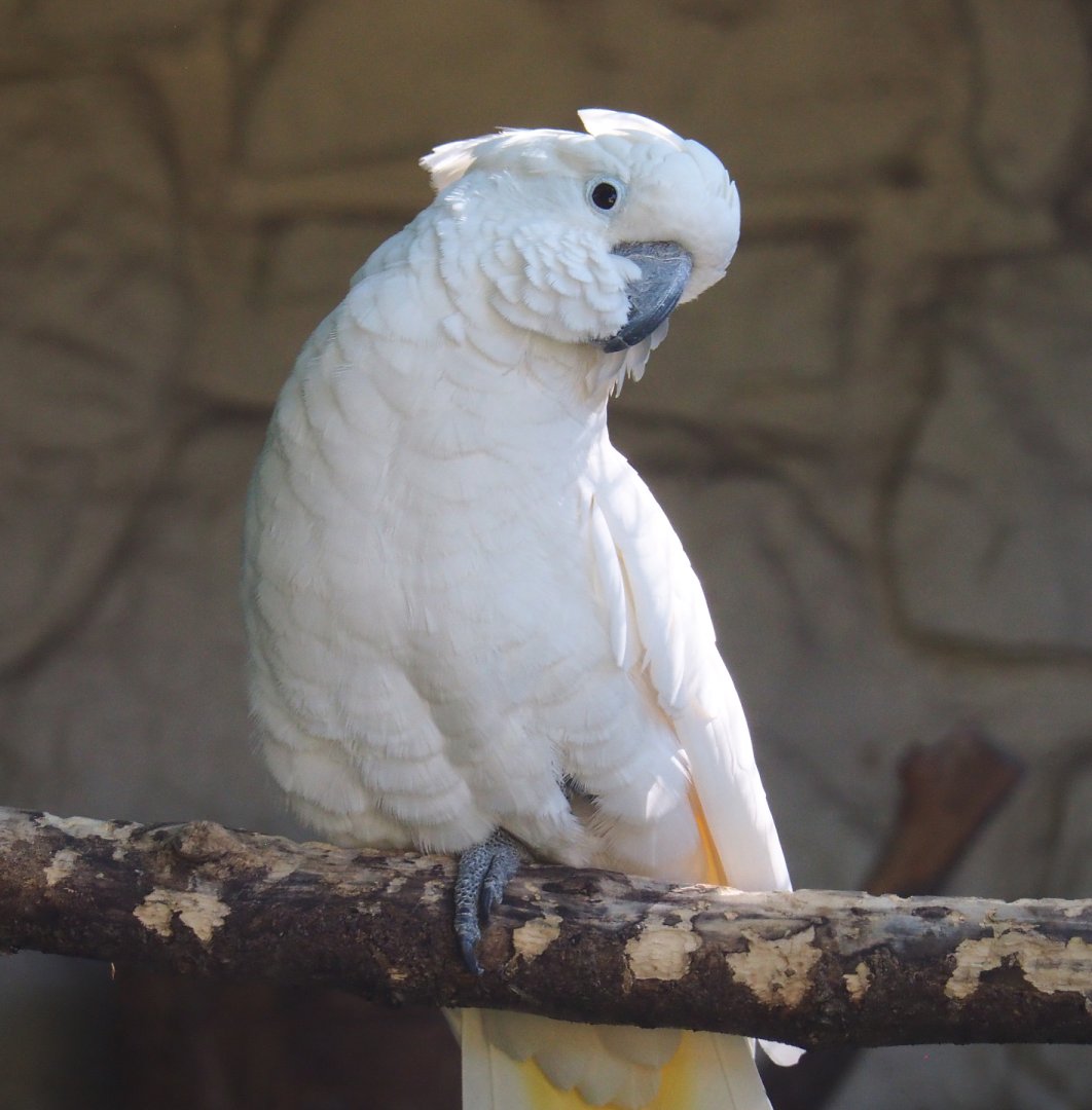 Umbrella cockatoo (Cacatua alba), 2022-06-28