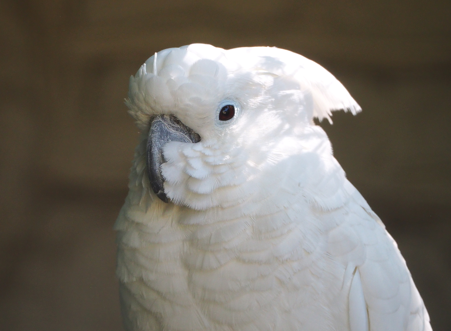 Umbrella cockatoo (Cacatua alba), 2022-06-28