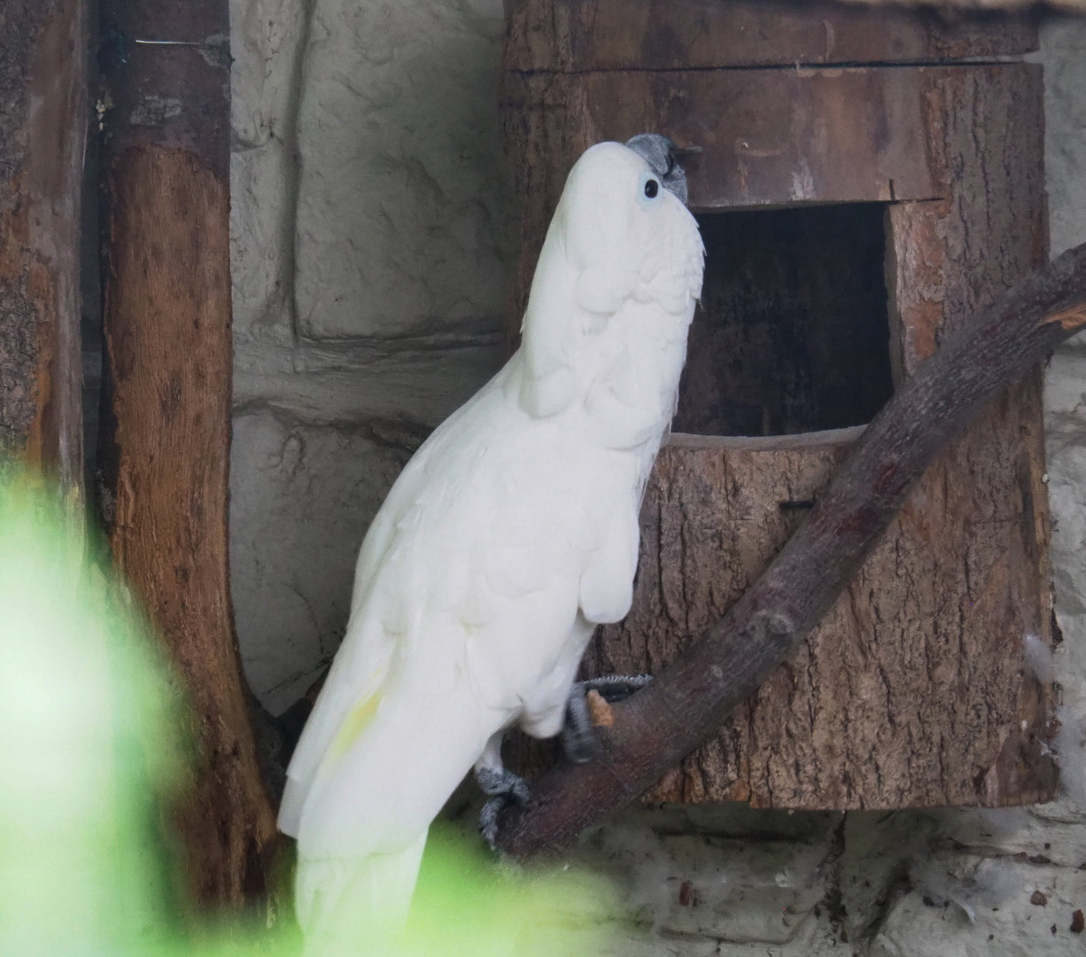 Umbrella cockatoo (Cacatua alba), 2022-09-14