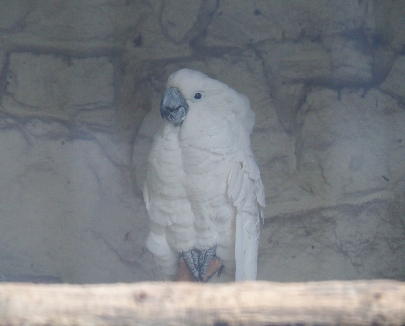 Umbrella cockatoo (Cacatua alba), 2022-09-15