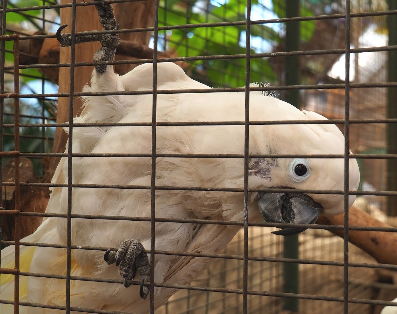 Umbrella cockatoo (Cacatua alba), 2023-05-19