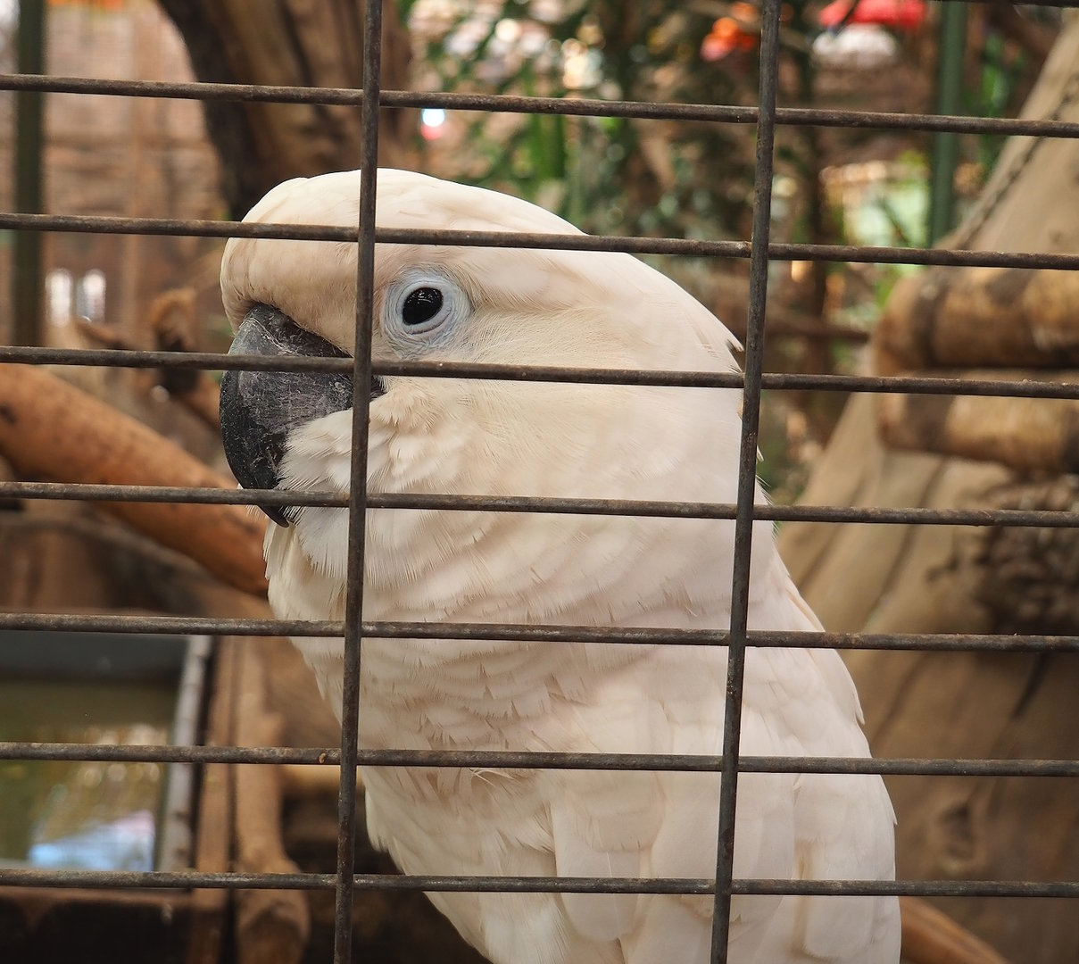Umbrella cockatoo (Cacatua alba), 2023-05-19