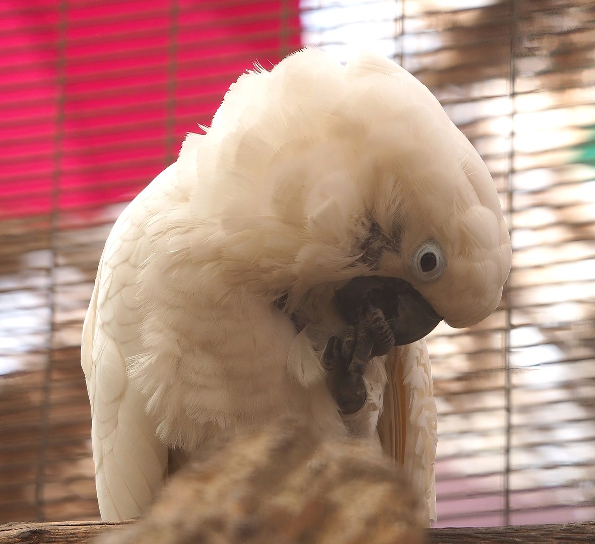 Umbrella cockatoo (Cacatua alba), 2023-05-19