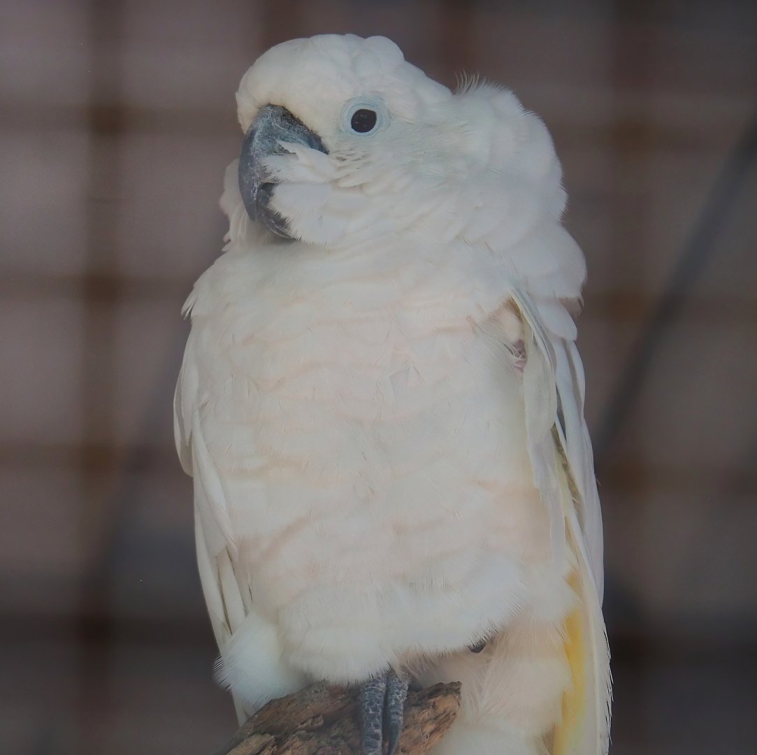 Umbrella cockatoo (Cacatua alba), 2023-06-24
