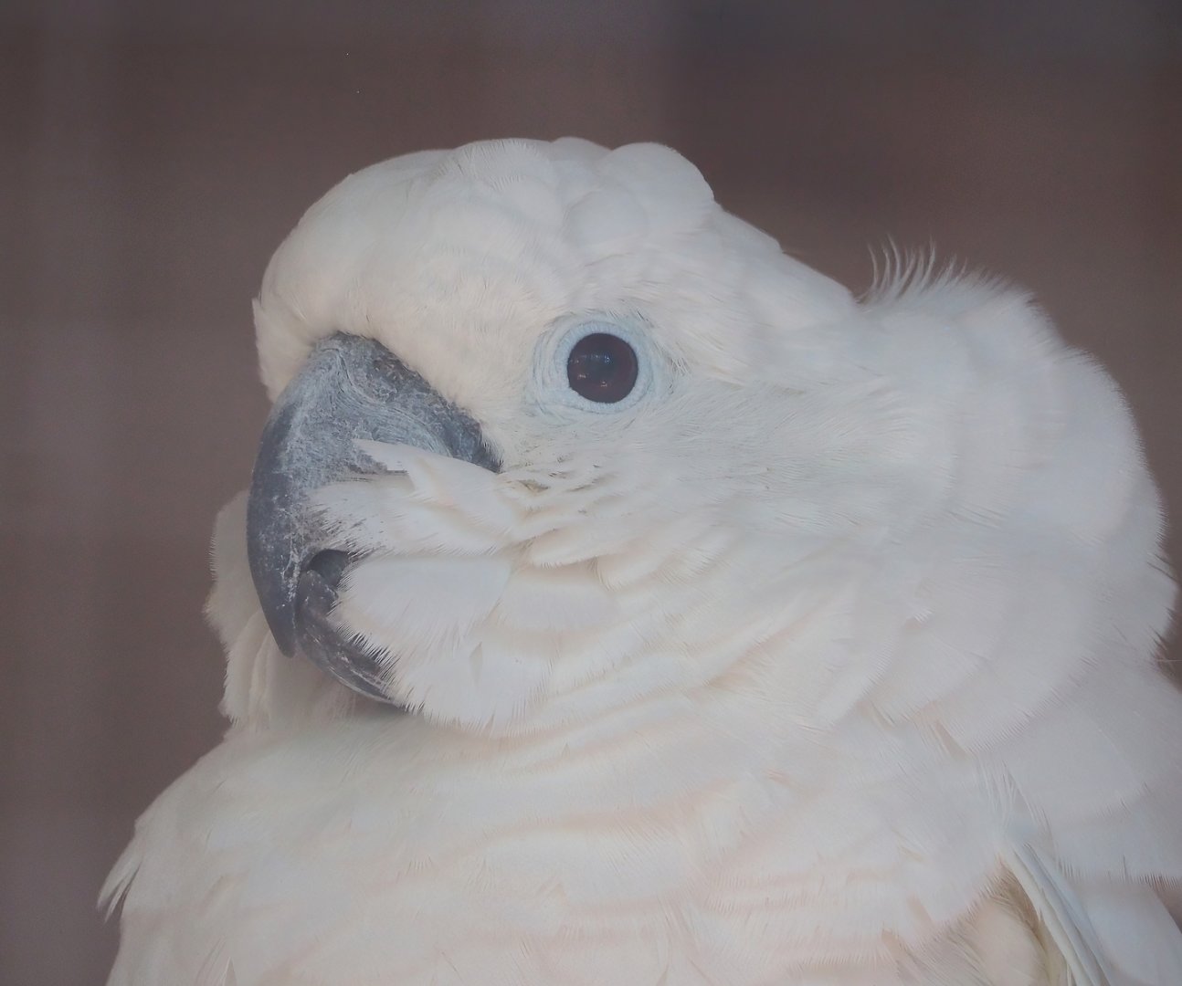 Umbrella cockatoo (Cacatua alba), 2023-06-24