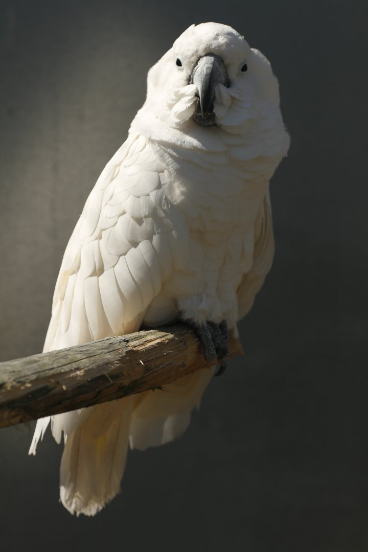 Umbrella cockatoo (Cacatua alba)