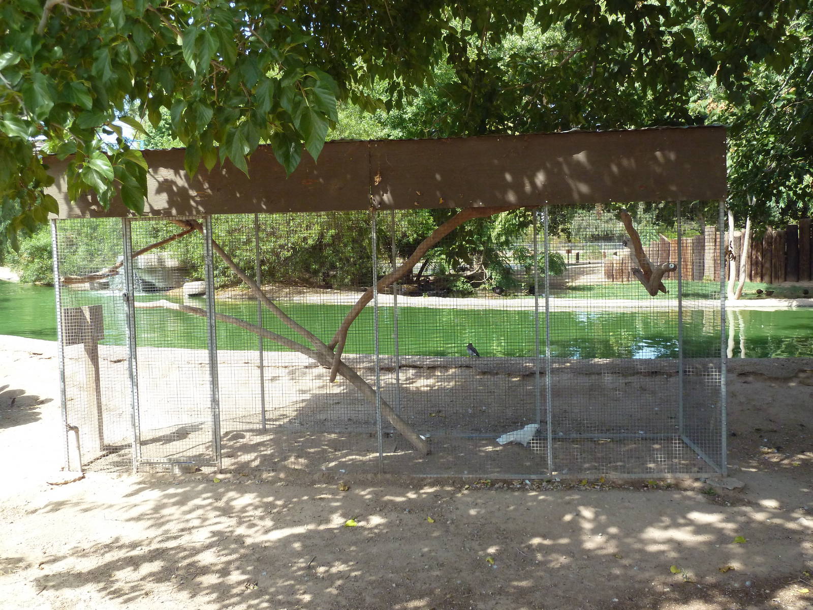 Umbrella Cockatoo Exhibit