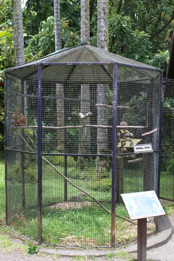 Umbrella Cockatoo Exhibit