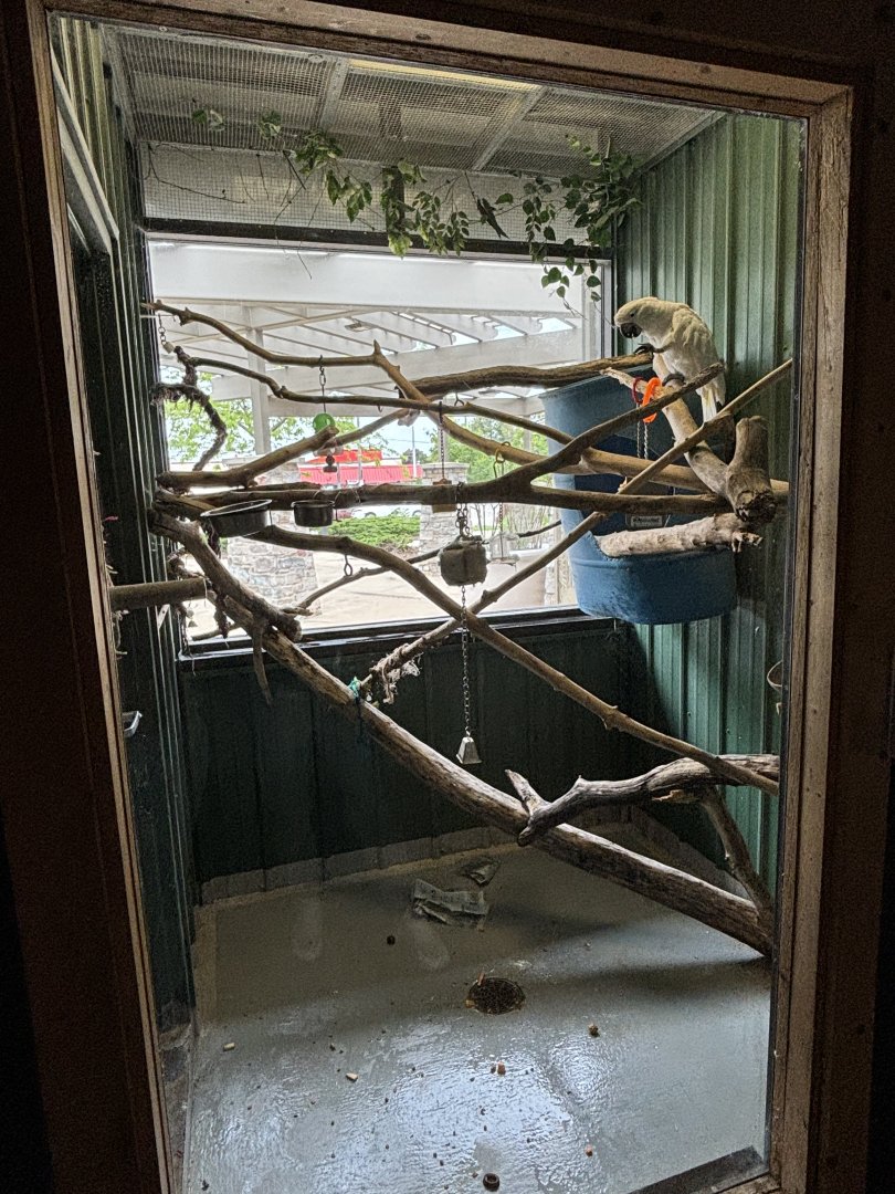 Umbrella Cockatoo Exhibit
