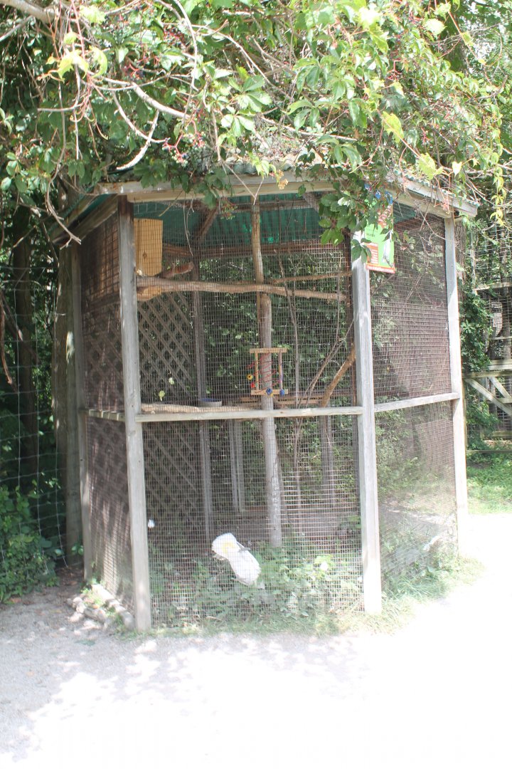 Umbrella Cockatoo exhibit